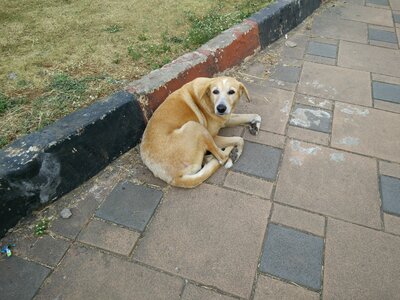 Free stock photo of brown dog, dog, stray photo