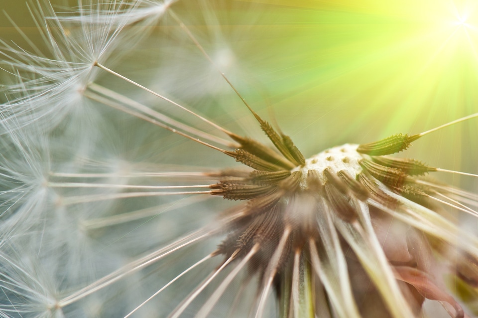 Close up seeds nature