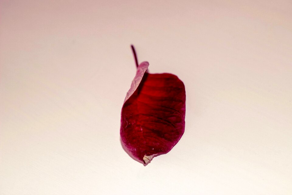 Free stock photo of night, red