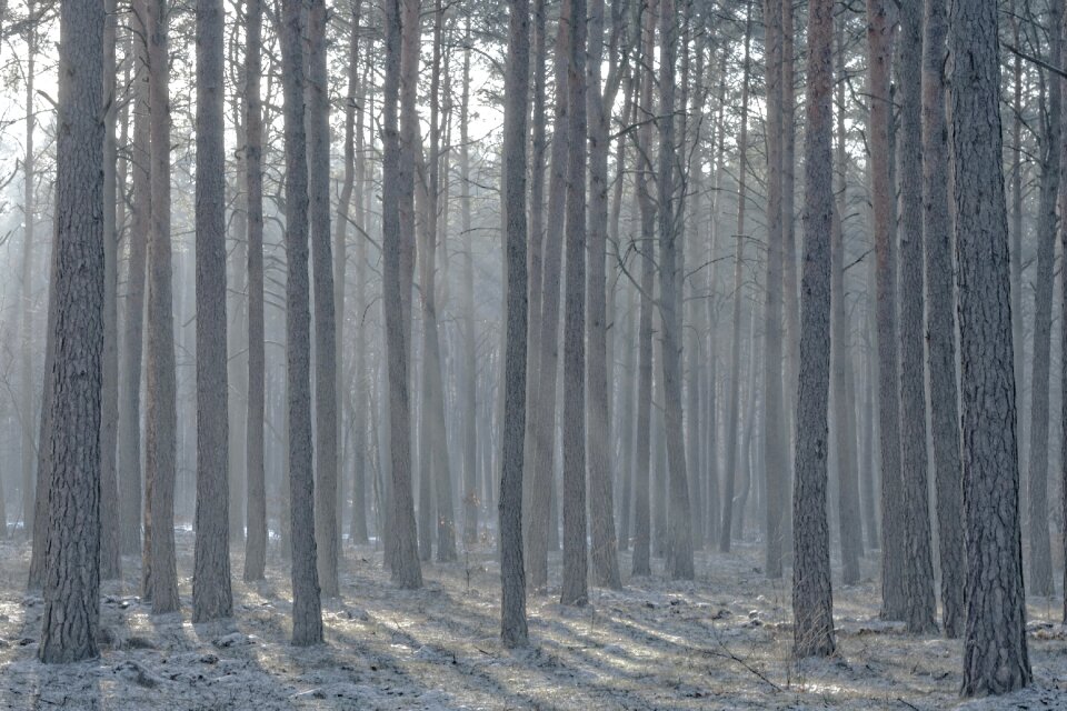 Free stock photo of forest, trees, winter