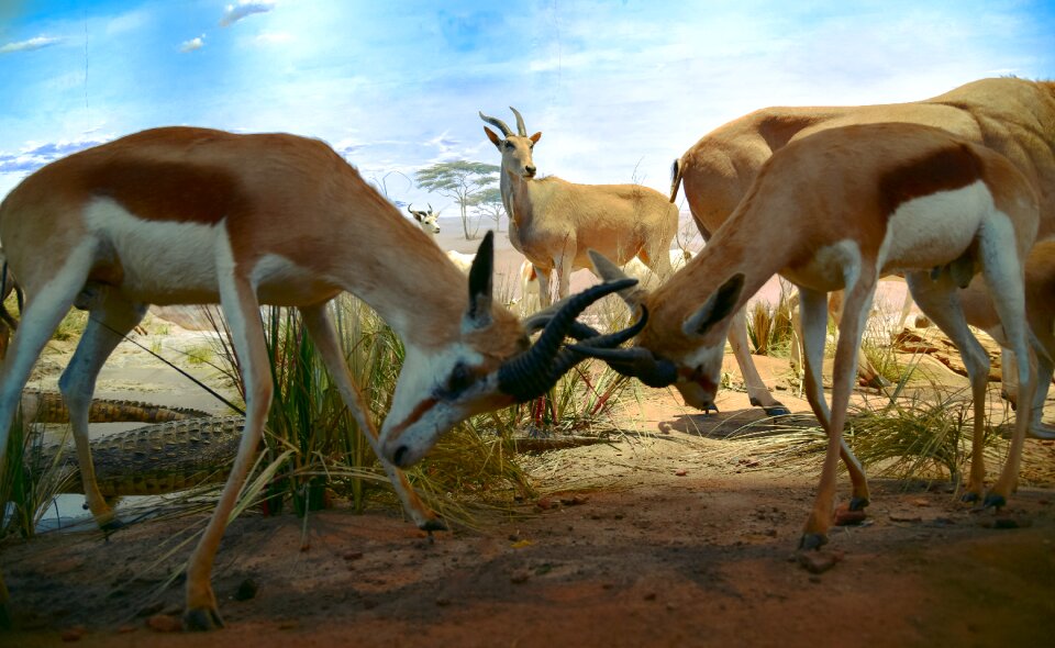 Free stock photo of reindeer