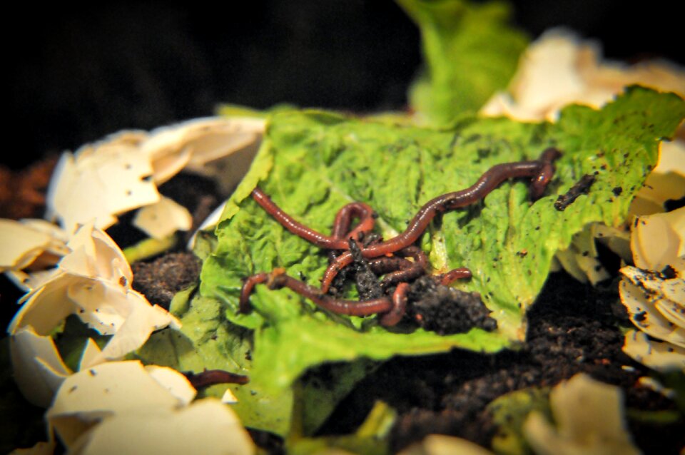 Free stock photo of worms