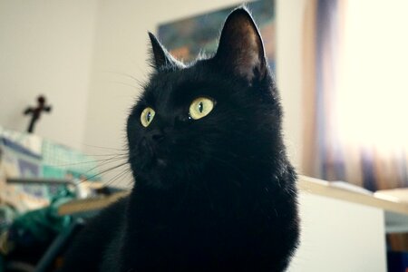 Free stock photo of animal, cat, nina
