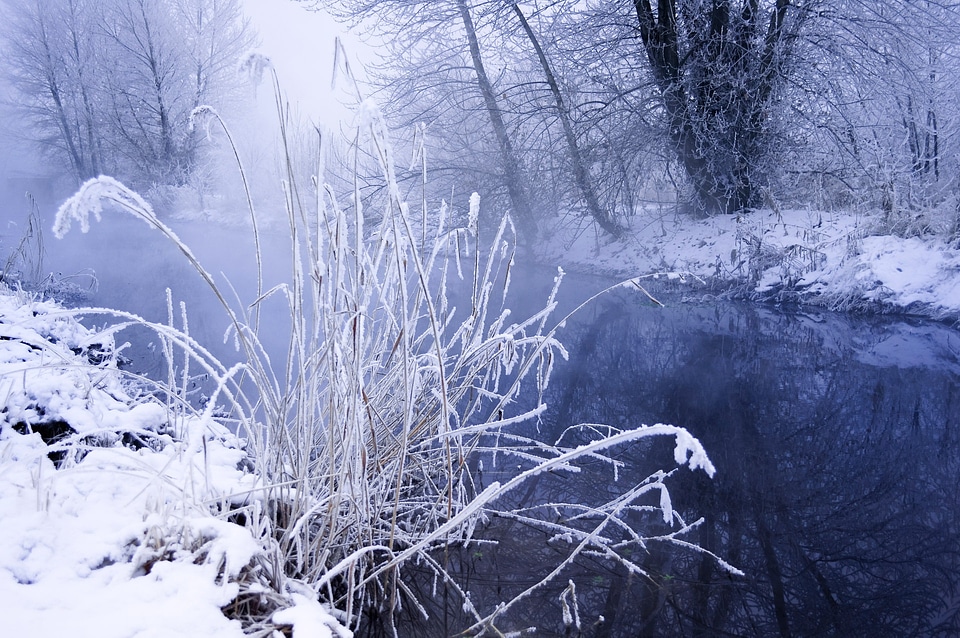 Branches grass fog