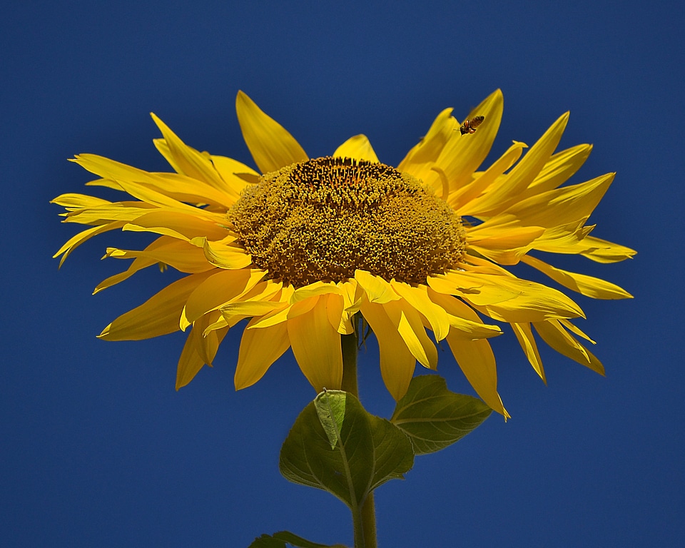 Nature sunny blossom
