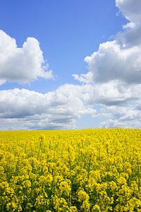 Oilseed rape blütenmeer yellow