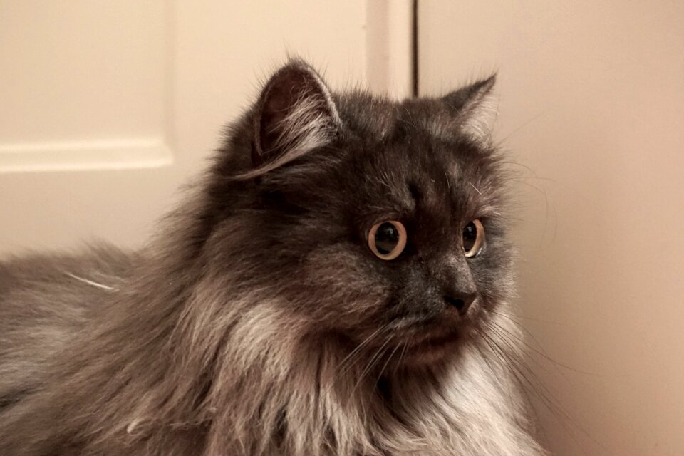 Free stock photo of animal, cat, luna