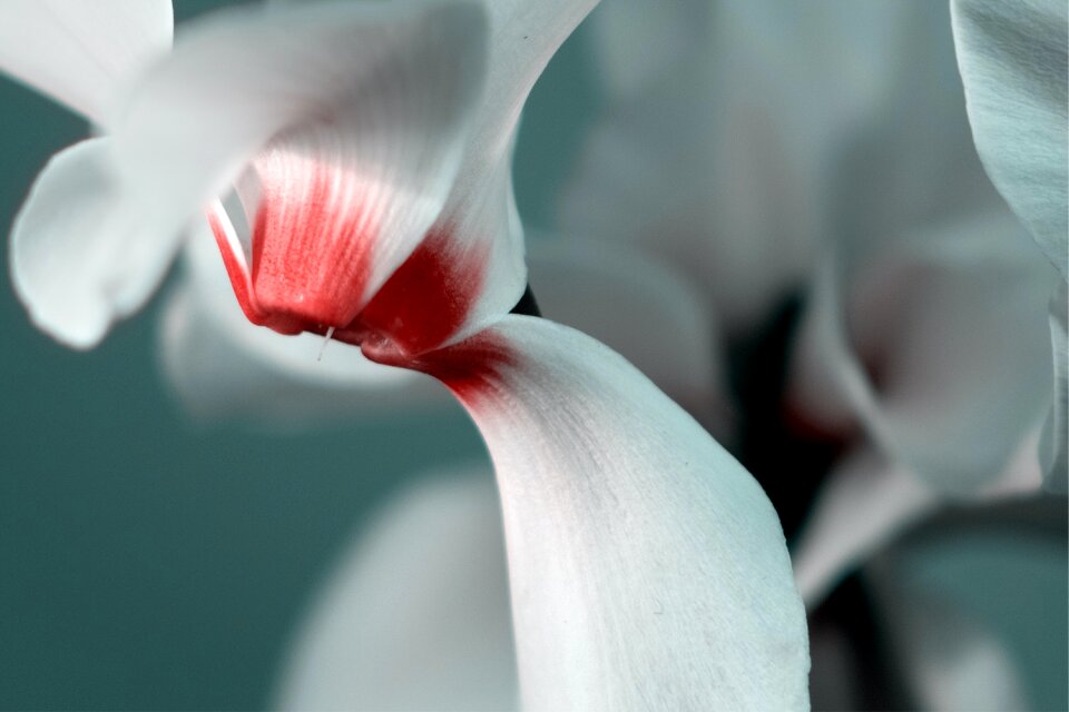 Free stock photo of blur, close, flower