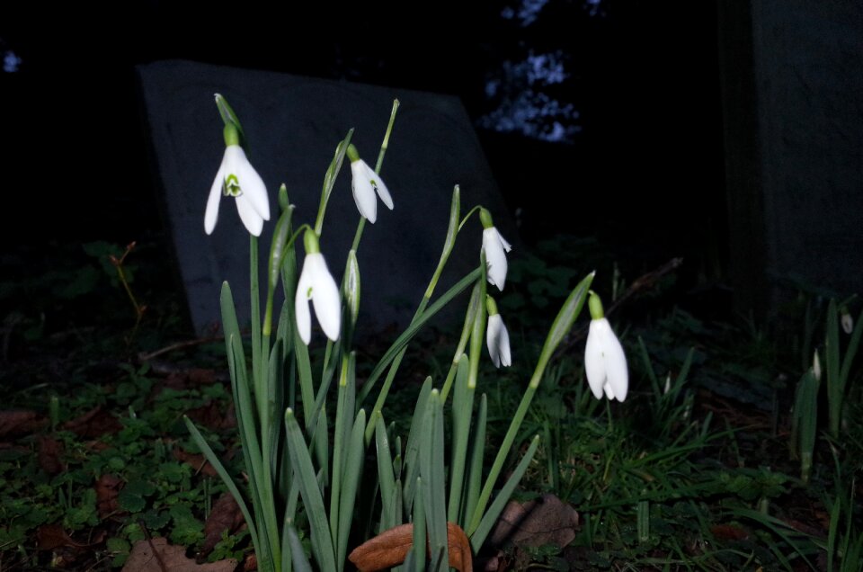 Free stock photo of snowdrops