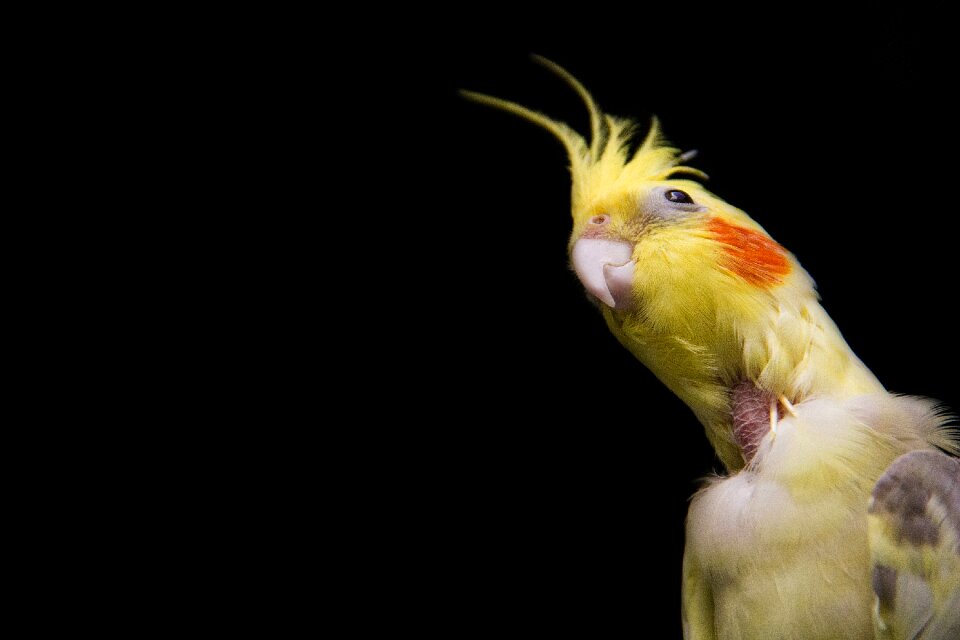 Free stock photo of cockatiel