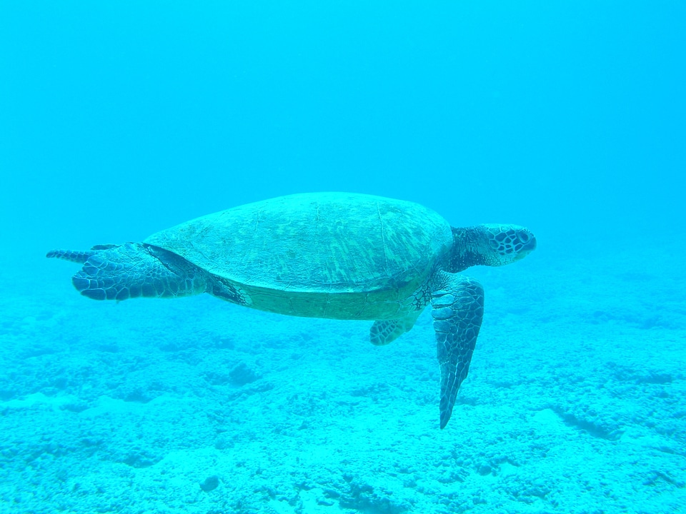 Sea underwater swimming
