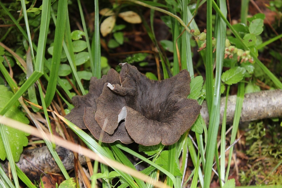 Black trumpet mushroom autumn forest