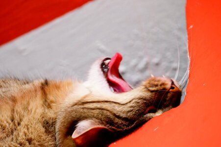 Free stock photo of cat