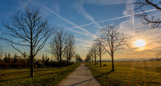 Free stock photo of trees, way