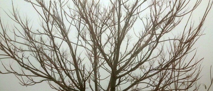 Free stock photo of brances, branch, fog