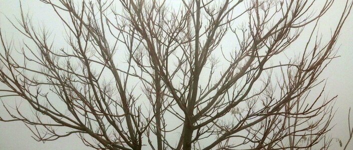 Free stock photo of brances, branch, fog photo