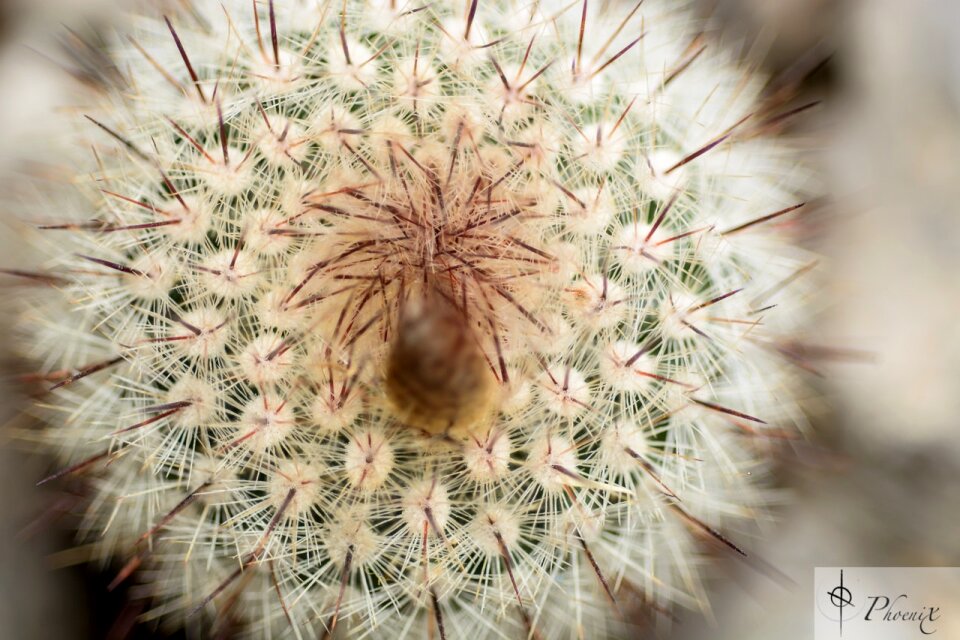 Free stock photo from Tookapic