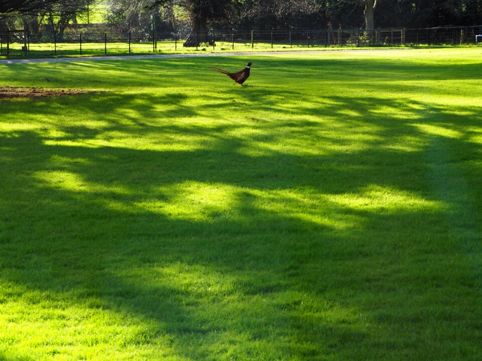 Free stock photo from Tookapic