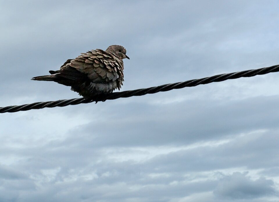 Free stock photo of pigeon