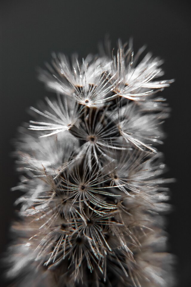 Free stock photo of flowers, plant, seeds
