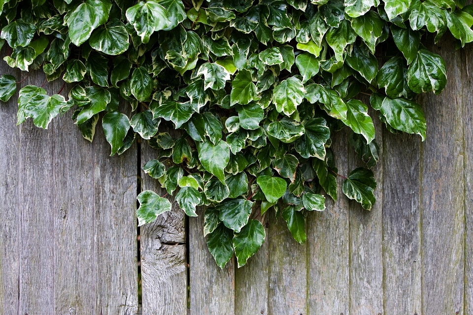 Fence plant growing photo