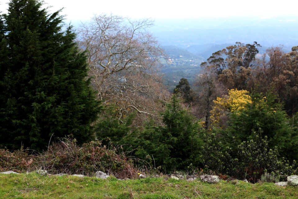 Free stock photo of mountain, nature, trees