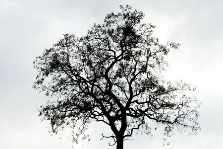 Free stock photo of nature, tree