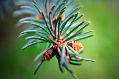 Green and Brown Pine Cone on Green Pine Tree in Micro Lens