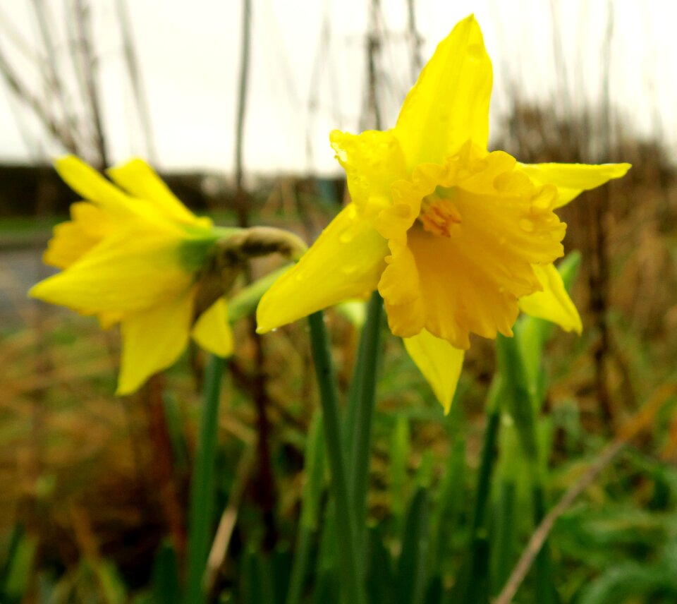 Free stock photo of flowers, yellow