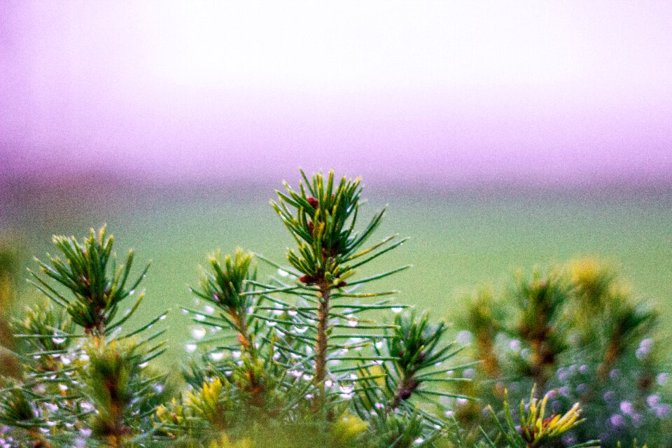 Free stock photo of canon, nature, tree