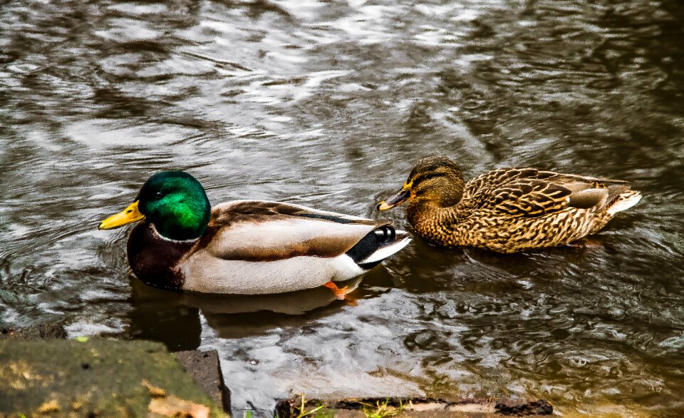 Free stock photo of ducks, feathers, wings photo
