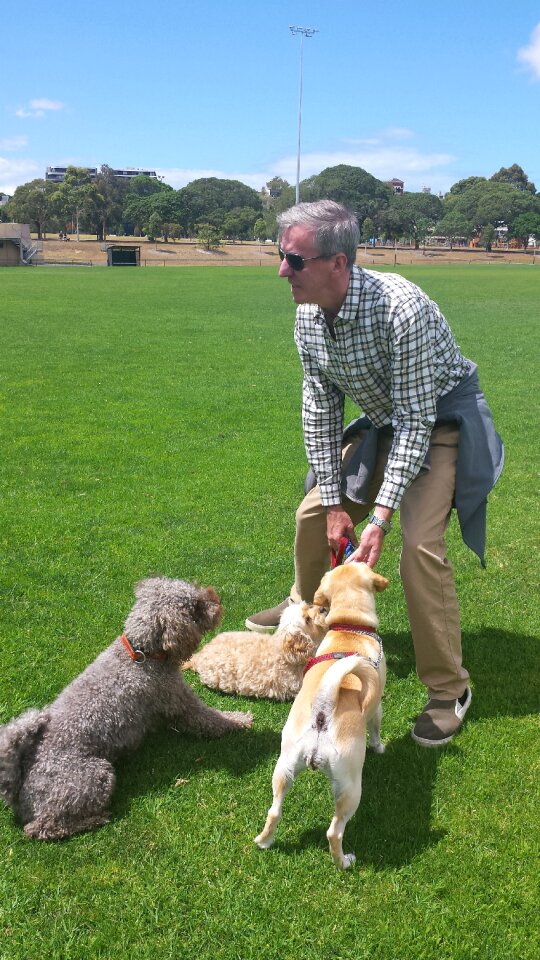 Free stock photo of dogs, greg, hall