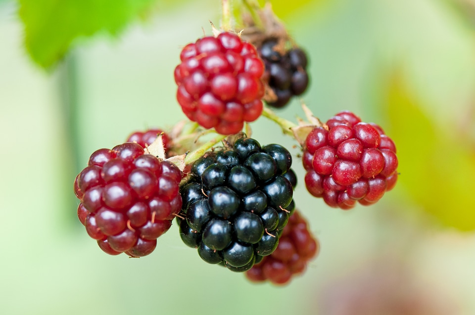 Fruits ripe immature