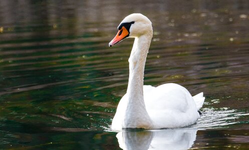 Free stock photo of sature, swan