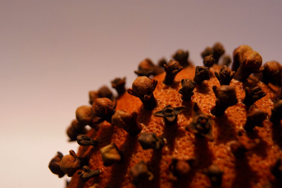 Free stock photo of gillyflower, orange, still life