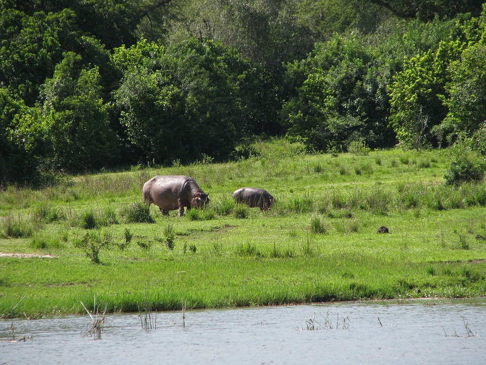 Black animals wildlife