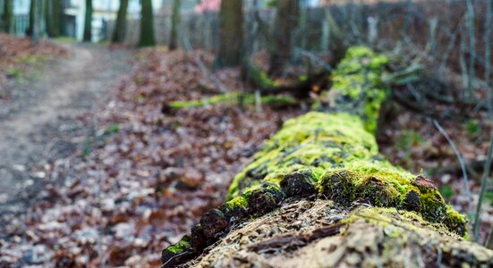 Free stock photo of forest, green, moss photo