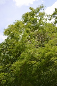 Bamboo plants plants nature