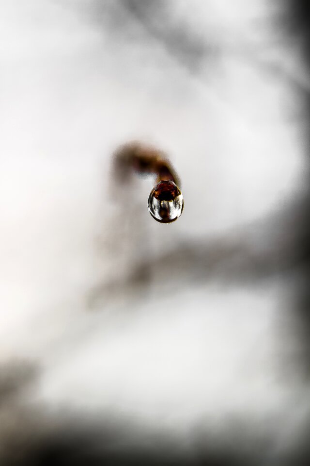 Free stock photo of drop, garden, rain