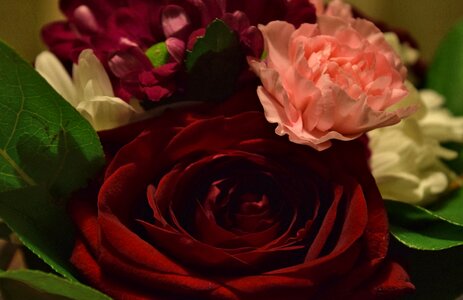 Free stock photo of flowers, Red Rose, rose