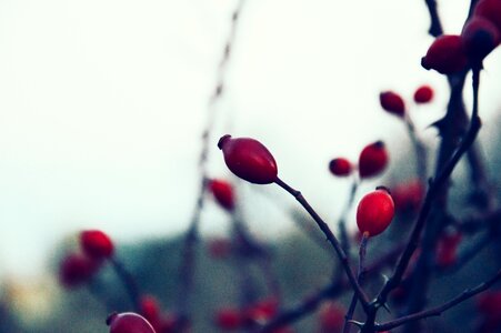 Free stock photo from Tookapic
