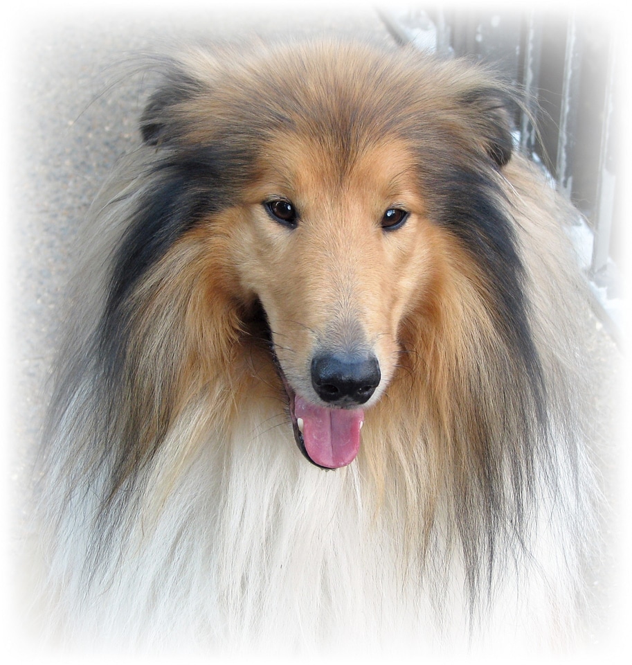 Rough collie portrait close-up