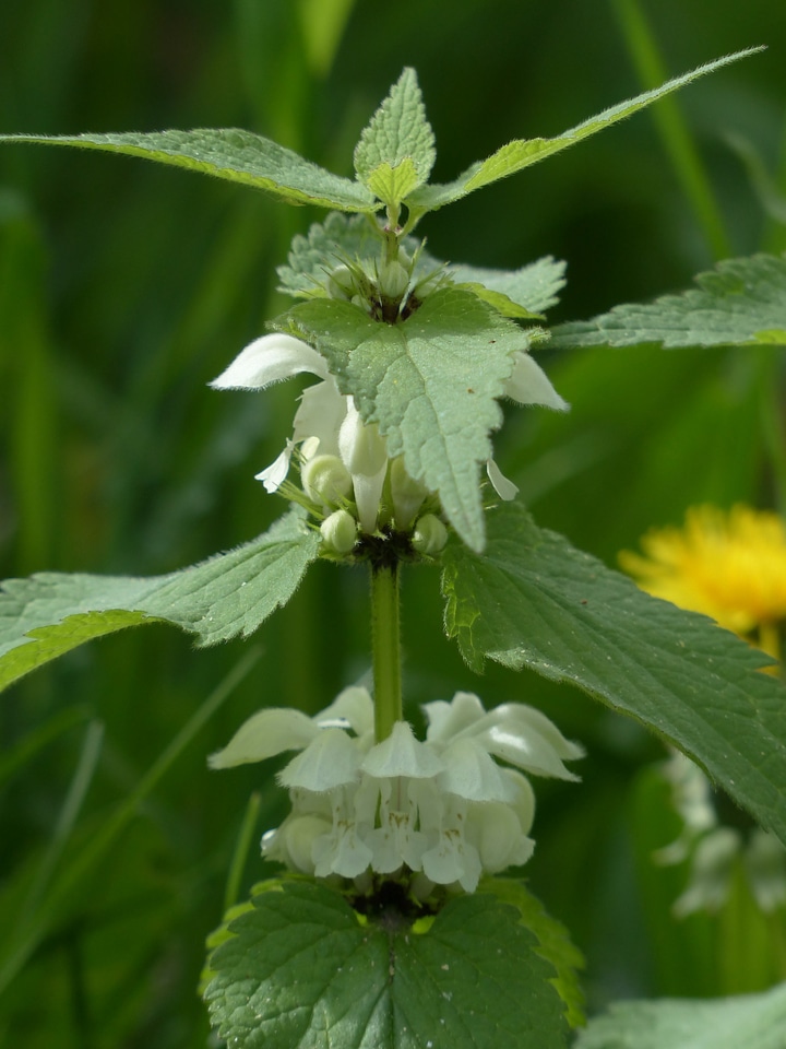 Plant white blossom