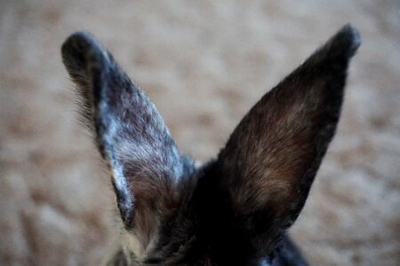 Free stock photo of animal, bunny, ears photo