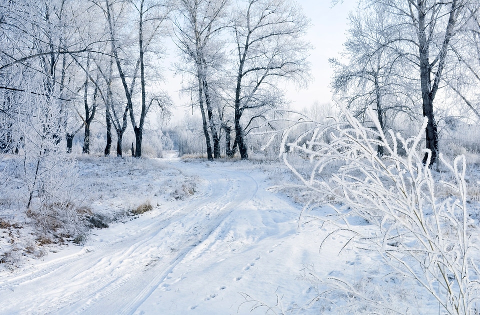 Nature frost christmas