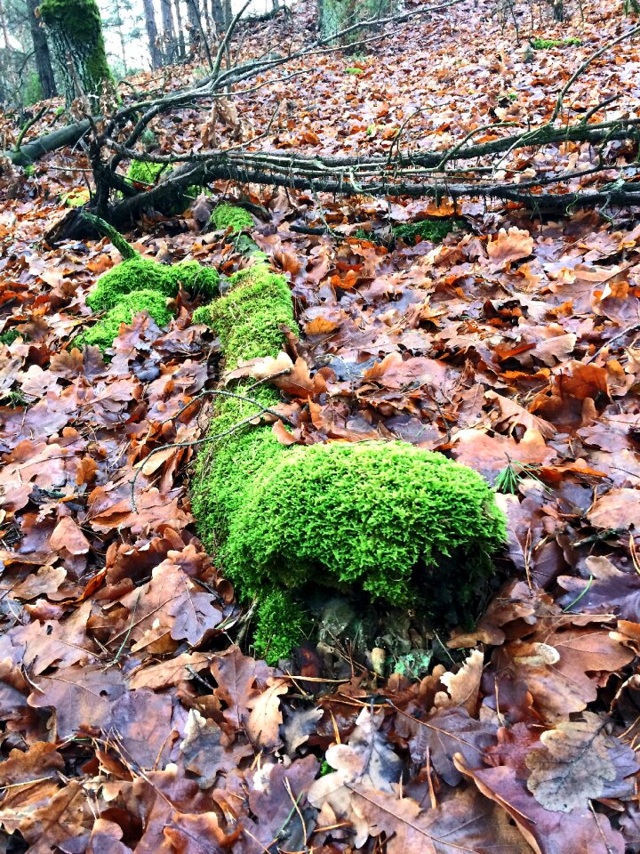 Free stock photo of forest, nature