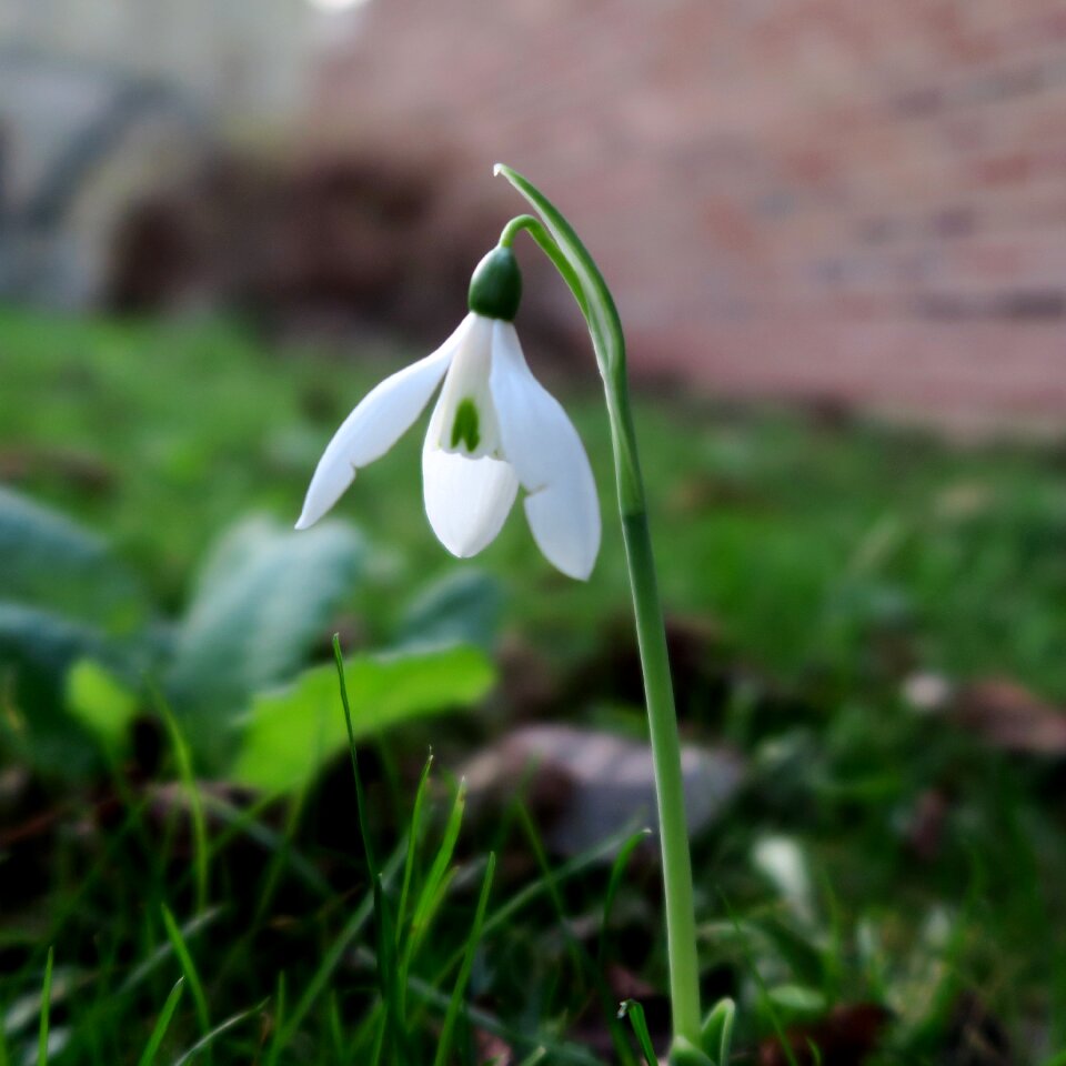 Free stock photo of flower, macro