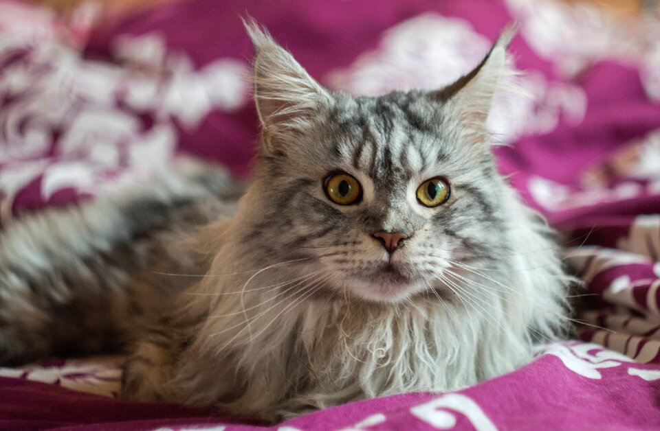 Free stock photo from Tookapic