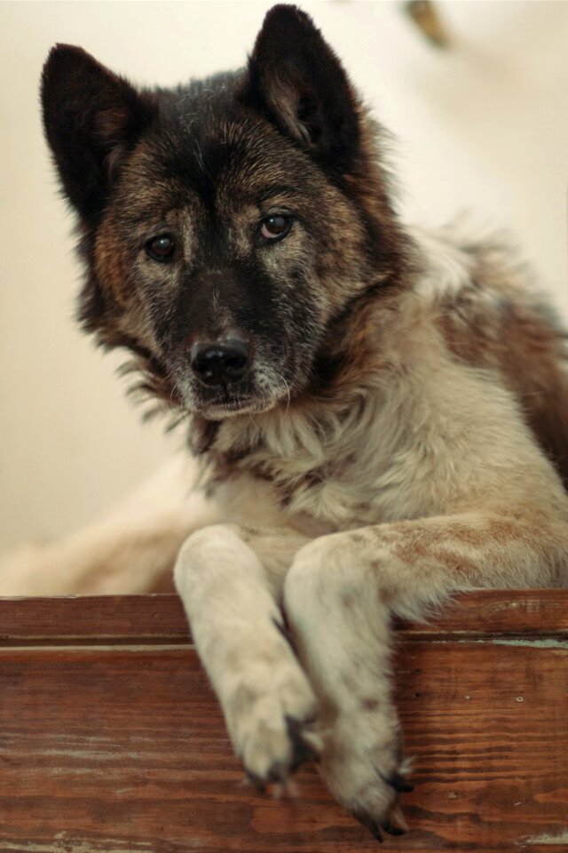Free stock photo of animal, dog, doggy