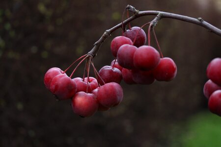 Free stock photo of apples, cold, red